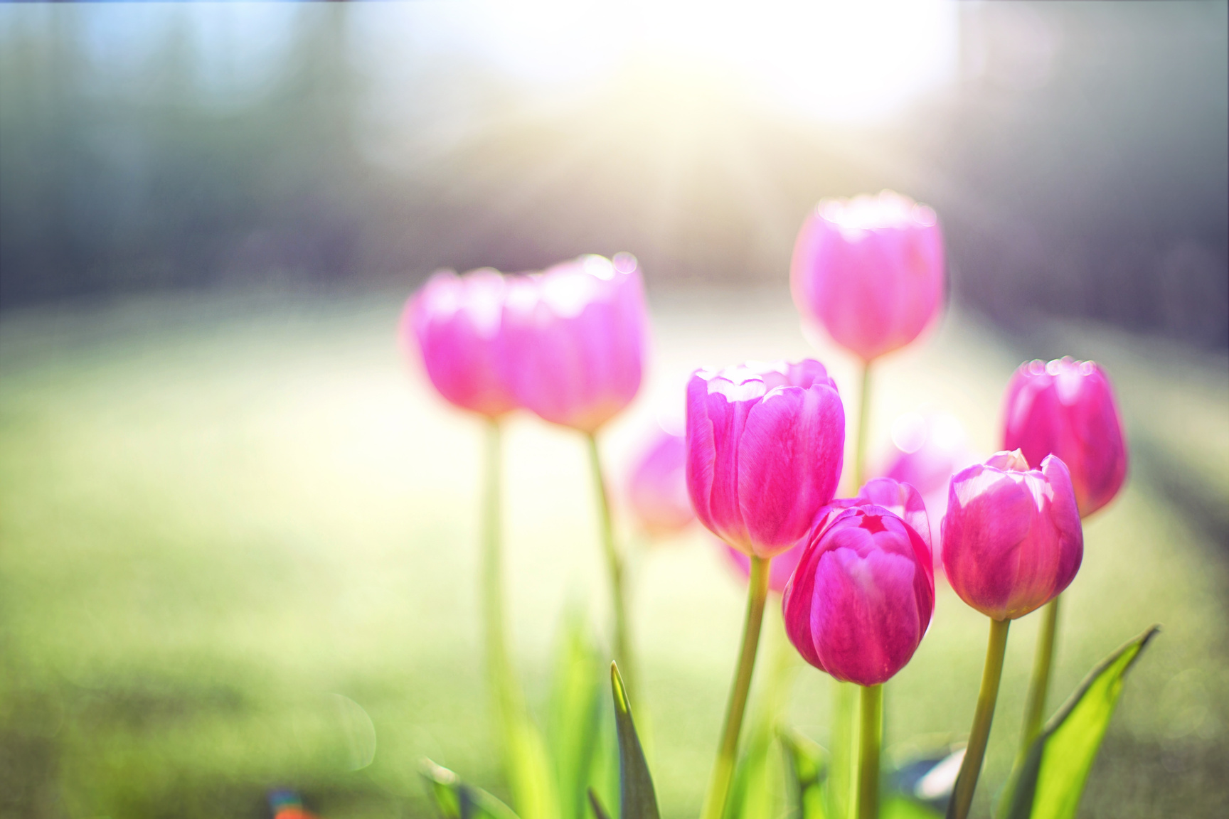 A Bundle of Flowers